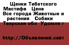 Щенки Тибетского Мастифа › Цена ­ 60 000 - Все города Животные и растения » Собаки   . Тверская обл.,Удомля г.